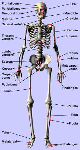 HUMAN SKELETON (FIBRE)